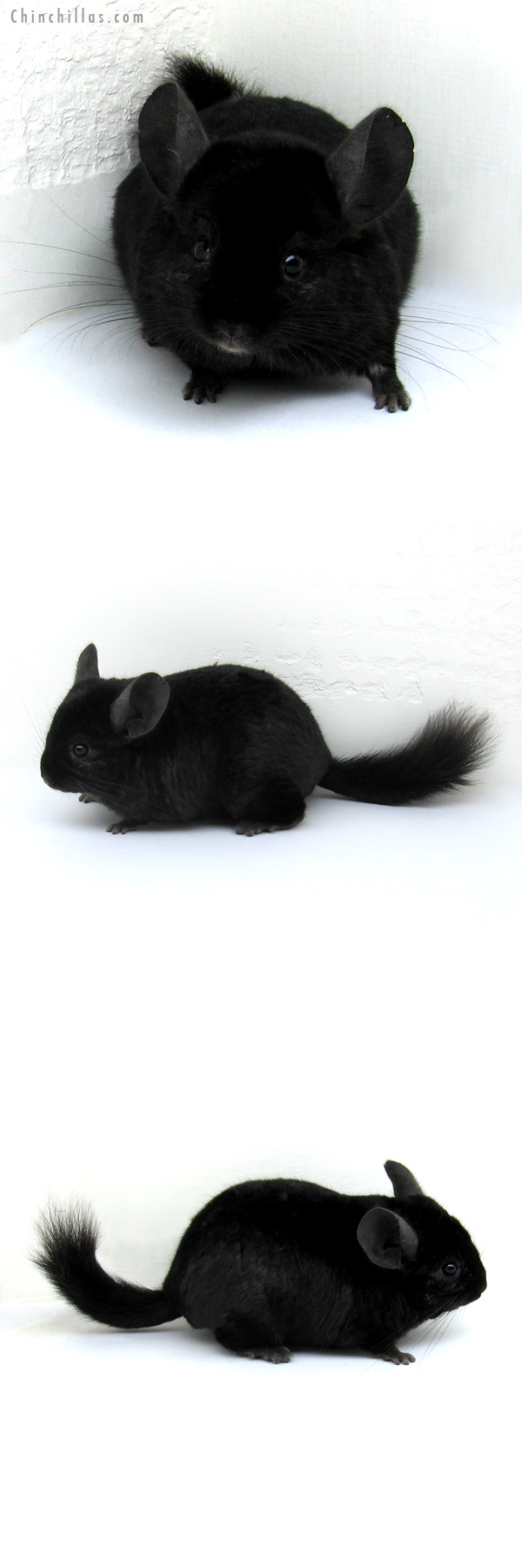 12197 Ebony ( Locken Carrier ) Male Chinchilla