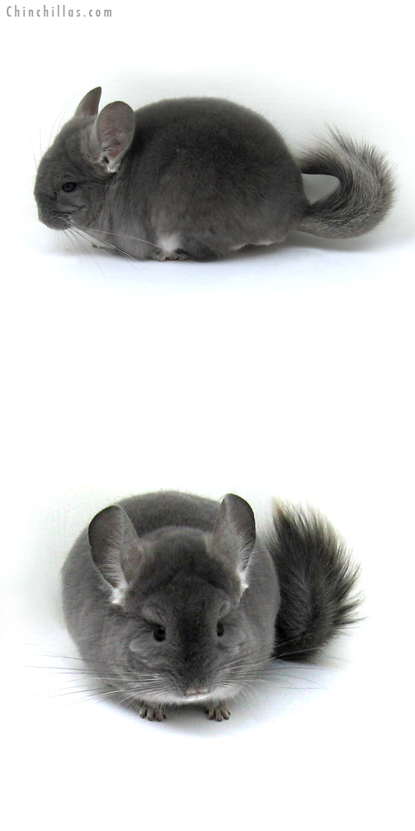 12195 TOV Violet Male Chinchilla