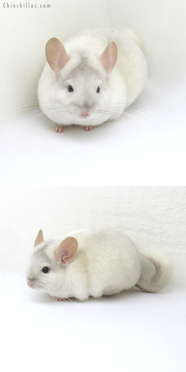 12198 Premium Production Quality Beige & White Mosaic Female Chinchilla