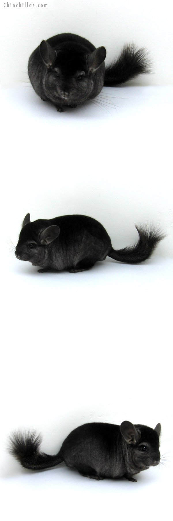 12202 Show Quality Ebony ( Sapphire Carrier ) Male Chinchilla