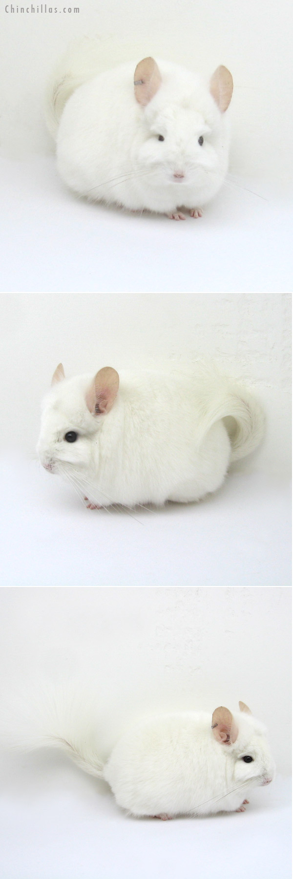 12204 Rare Pink White Royal Persian Angora Female Chinchilla