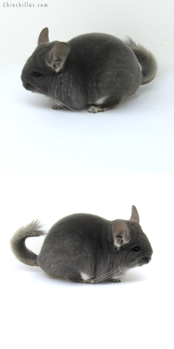 12201 Premium Production Quality TOV Violet ( Ebony Carrier ) Female Chinchilla