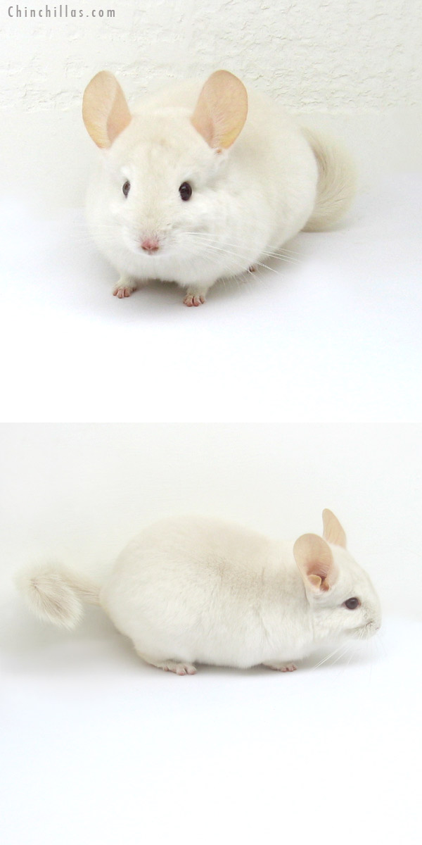 12199 Goldbar Female Chinchilla