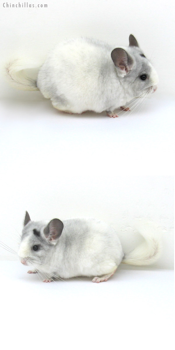 12192 Premium Production Quality Violet & White Mosaic Female Chinchilla