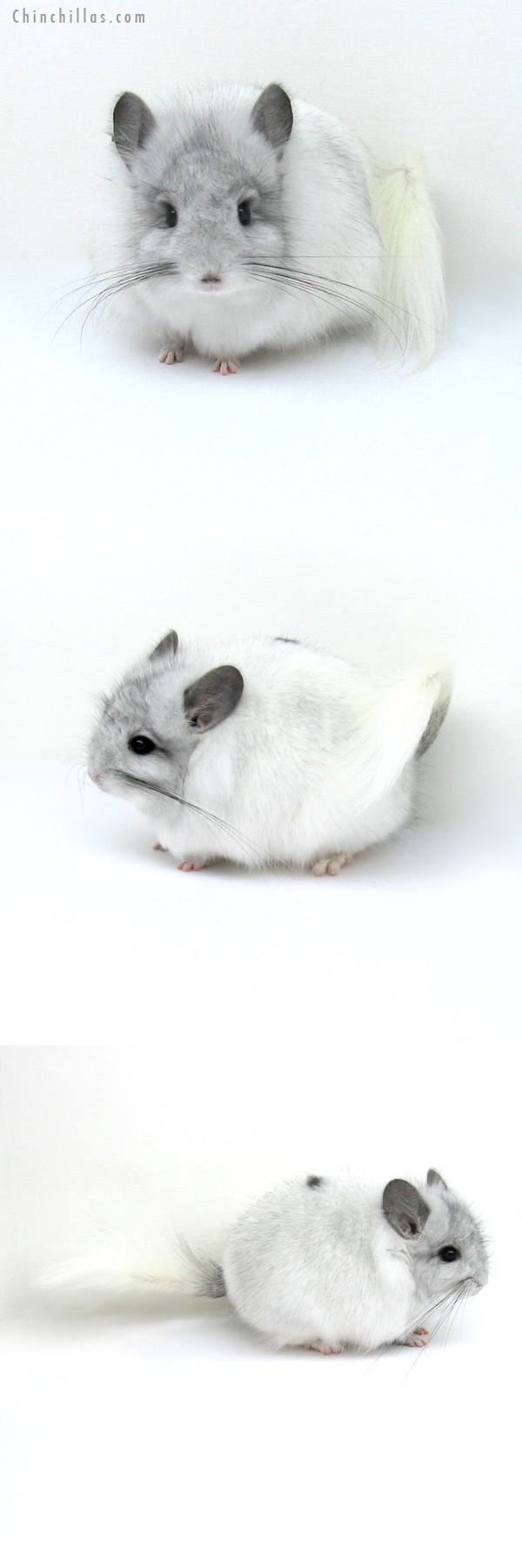 12207 Exceptional White Mosaic Royal Persian Angora Male Chinchilla