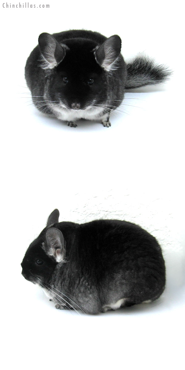 12205 Large, Blocky Premium Production Quality Black Velvet Female Chinchilla