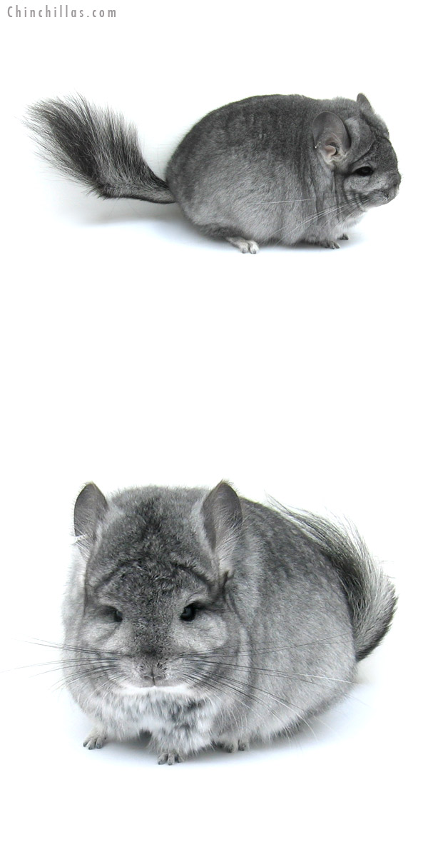 12206 Blocky, Exceptional Standard Royal Persian Angora Female Chinchilla