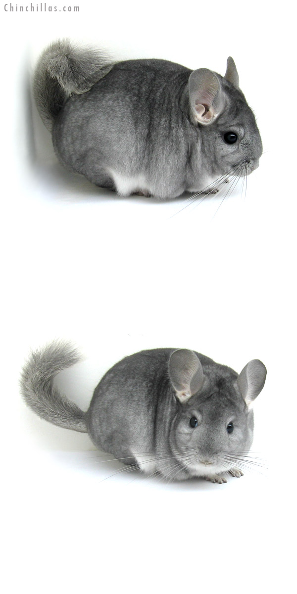 12208 Premium Production Quality Sapphire Female Chinchilla