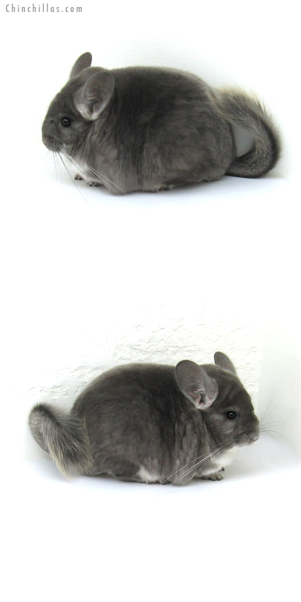 12216 Large, Blocky Premium Production Quality Violet Female Chinchilla