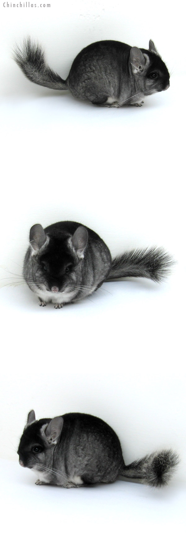 12215 Black Velvet ( Royal Persian Angora Carrier & Ebony Carrier ) Male Chinchilla