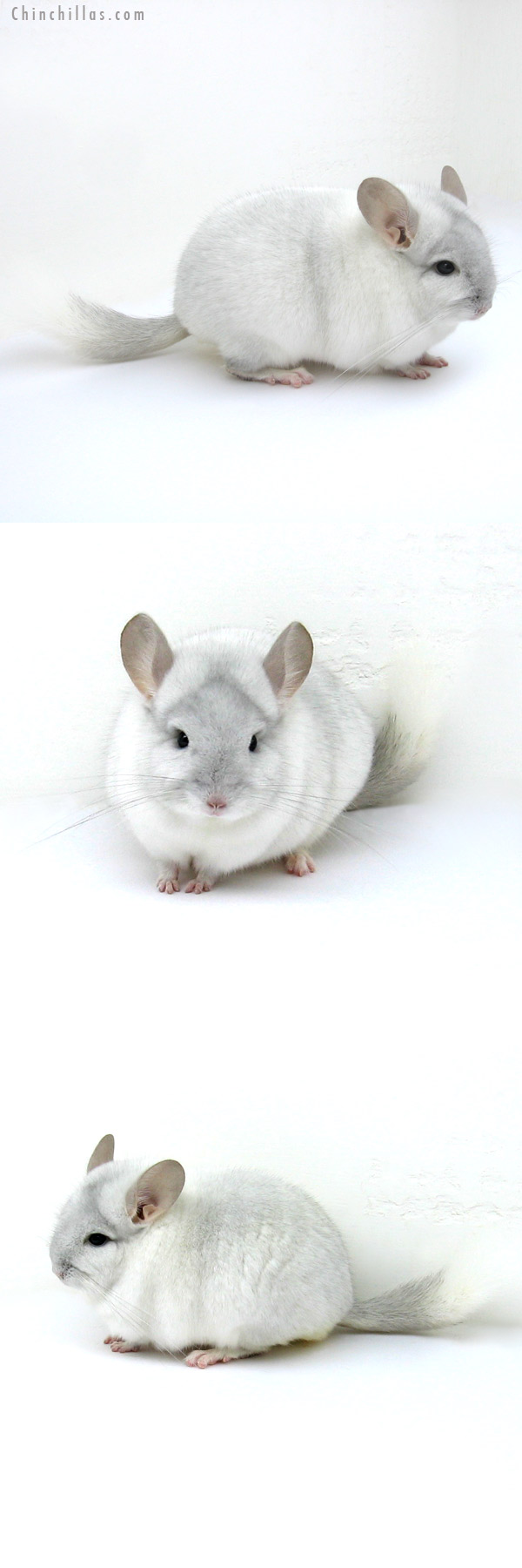 12210 Blocky, Herd Improvement Quality Sapphire & White Mosaic Male Chinchilla