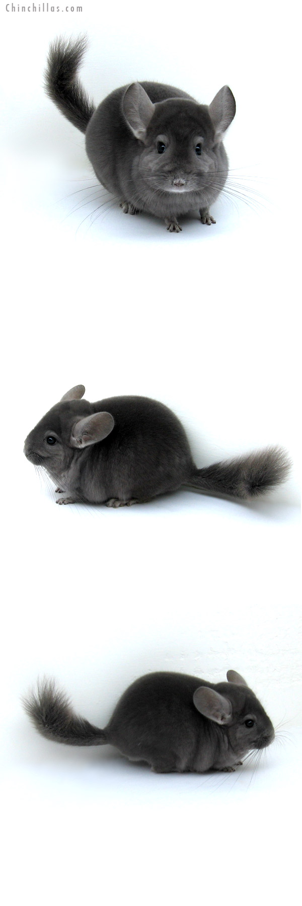 12209 Top Show Quality Wrap Around Violet Male Chinchilla
