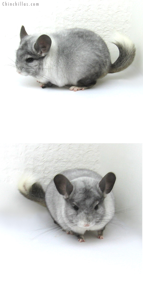 12212 Ebony & White Mosaic ( Possible Locken Carrier ) Male Chinchilla