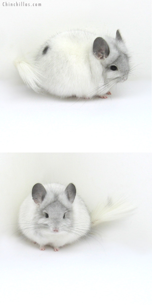 12217 Exceptional White Mosaic Royal Persian Angora Female Chinchilla