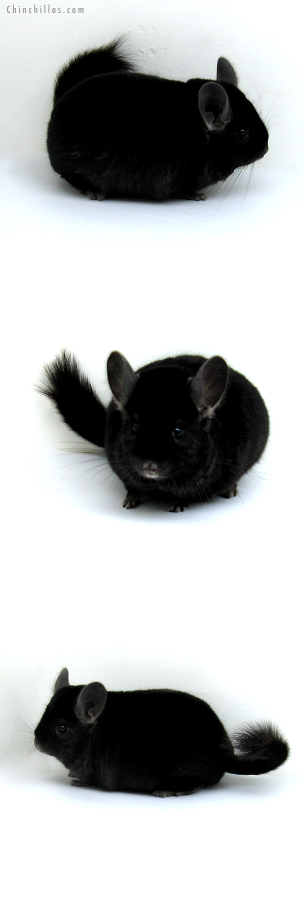 12213 Large Herd Improvement Quality Ebony Male Chinchilla