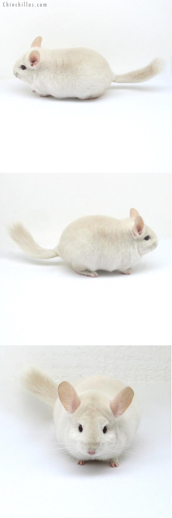 12211 Blocky Goldbar Female Chinchilla