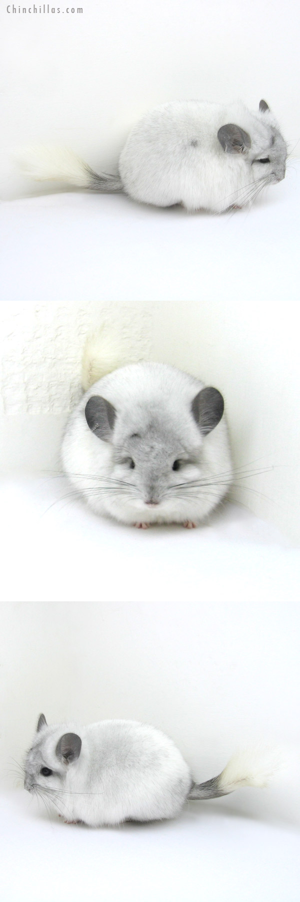 12223 Exceptional White Mosaic Royal Persian Angora Female Chinchilla