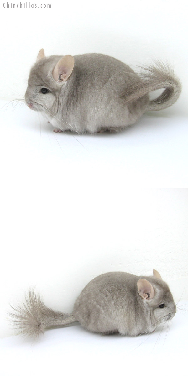 12225 Beige Royal Persian Angora Male Chinchilla