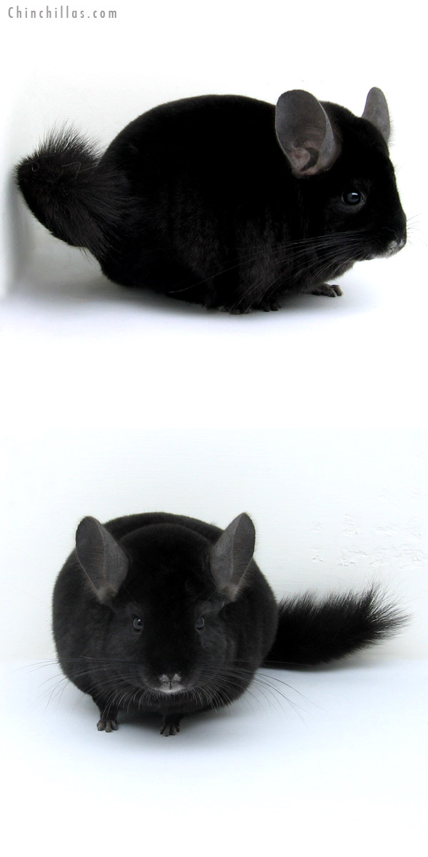 12220 Show Quality Ebony Male Chinchilla