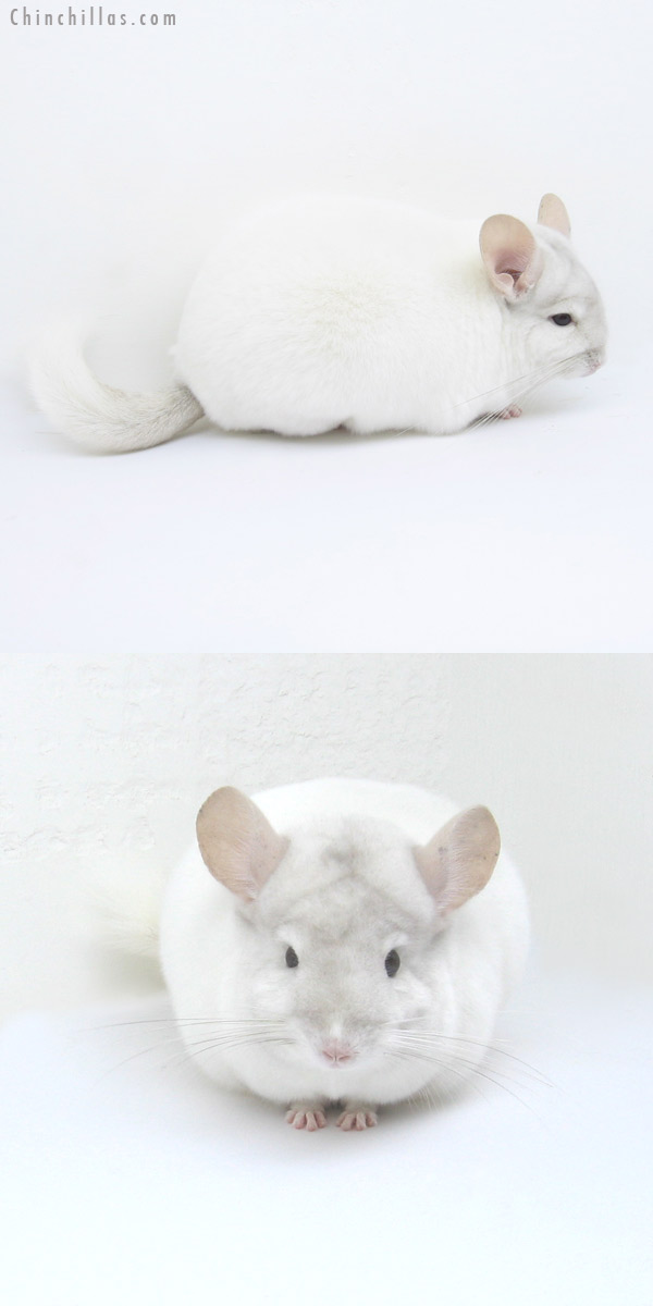 12219 Premium Production Quality Pink White Female Chinchilla