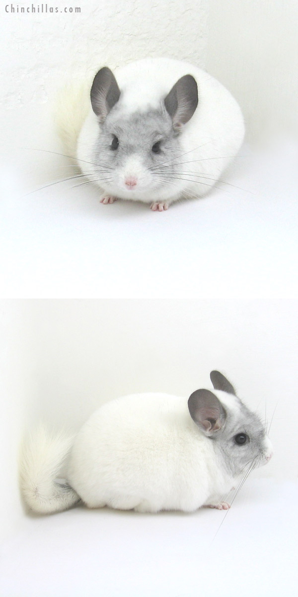 12222 Herd Improvement Quality White Mosaic Male Chinchilla