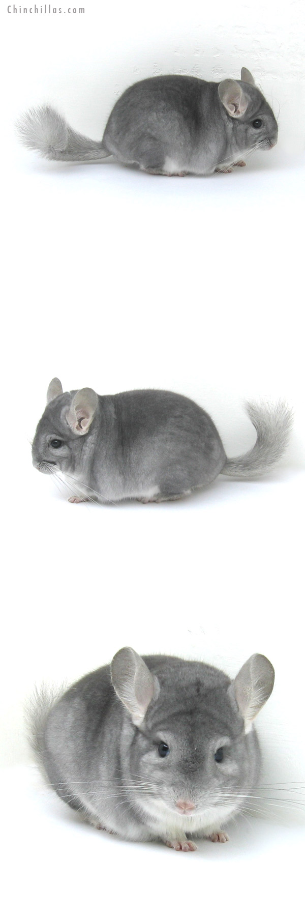 12224 Top Show Quality Sapphire Male Chinchilla