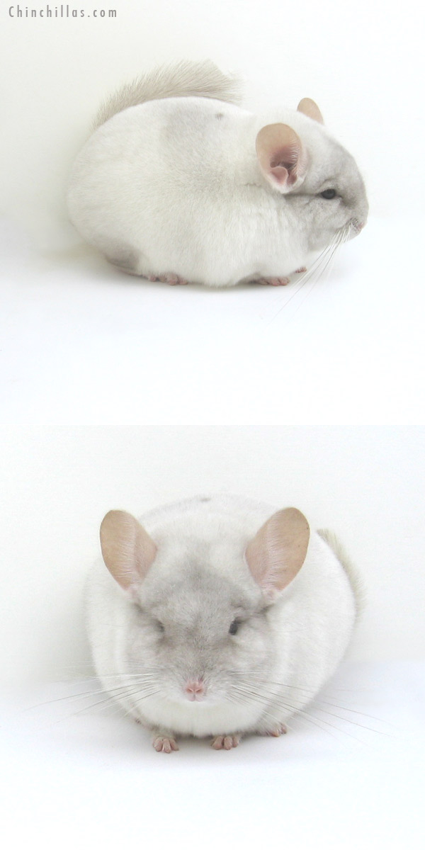 12235 MCBA Reserve Color Champion Pink White Male Chinchilla