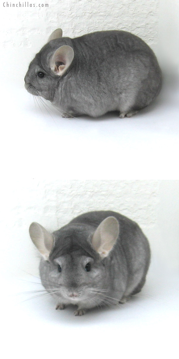 12233 Premium Production Quality Wrap Around Sapphire Female Chinchilla