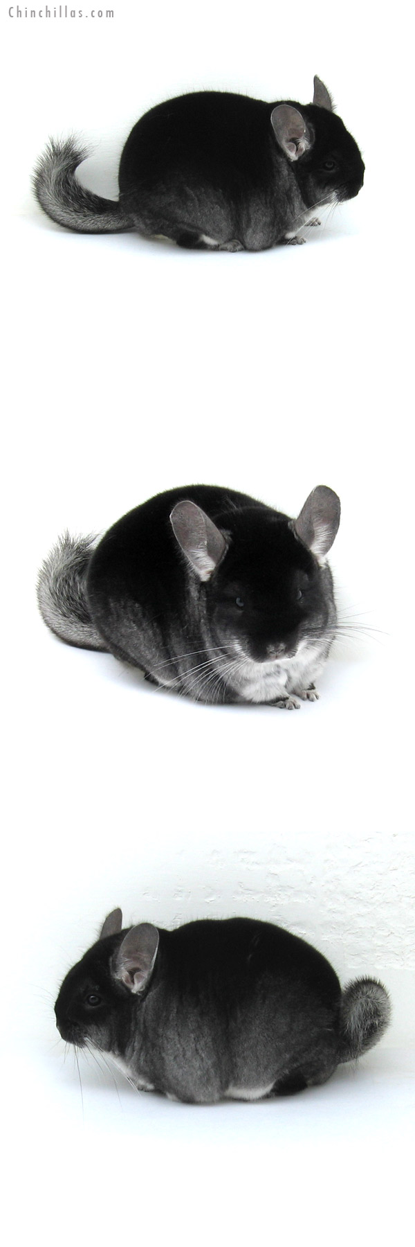 12232 Large Herd Improvement Quality Black Velvet Male Chinchilla