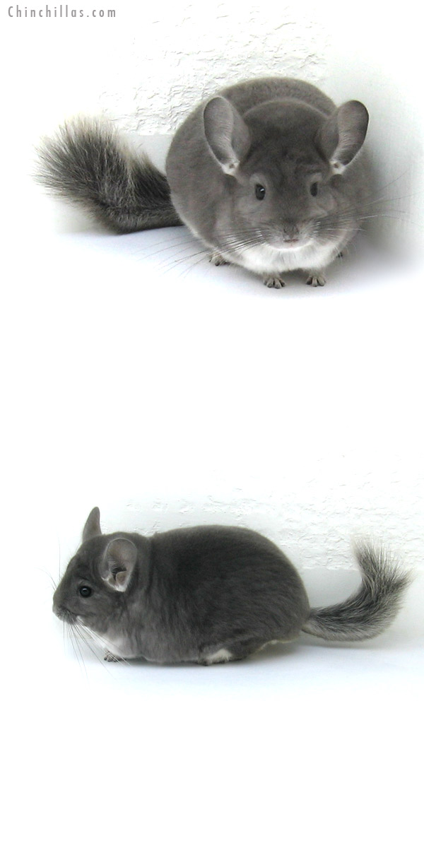 12234 Herd Improvement Quality Violet Male Chinchilla