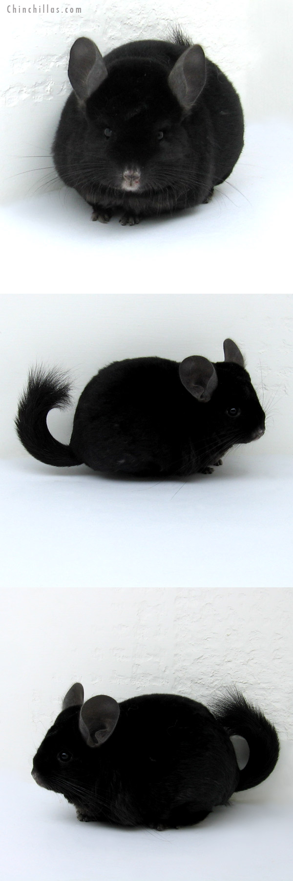 12226 Ebony ( Locken Carrier ) Female Chinchilla