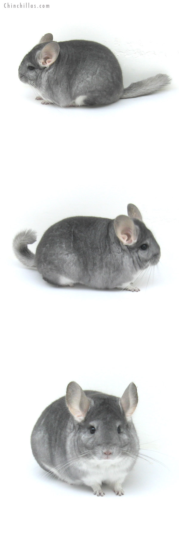 12238 Blocky, Premium Production Quality Sapphire Female Chinchilla