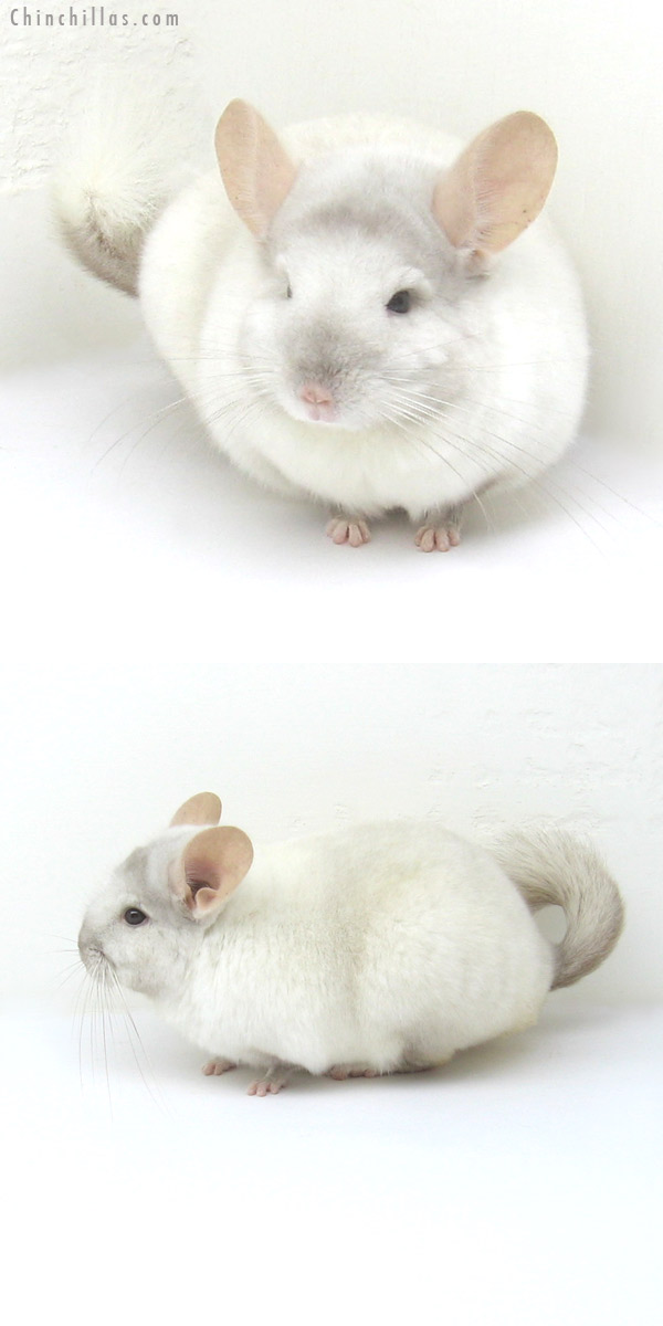 12245 Show Quality Pink White ( Ebony Carrier ) Male Chinchilla