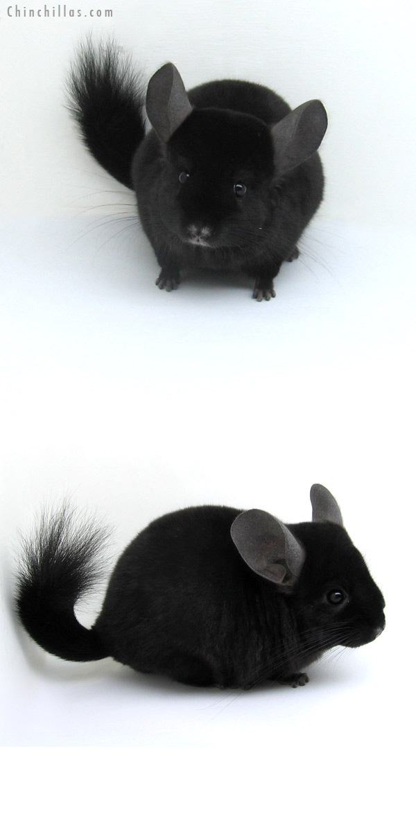 12254 Ebony ( Locken Carrier ) Female Chinchilla