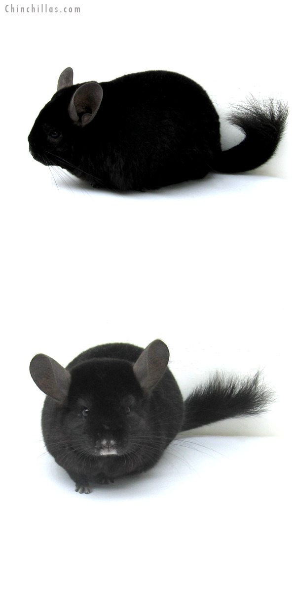 12255 Ebony ( Locken Carrier ) Female Chinchilla