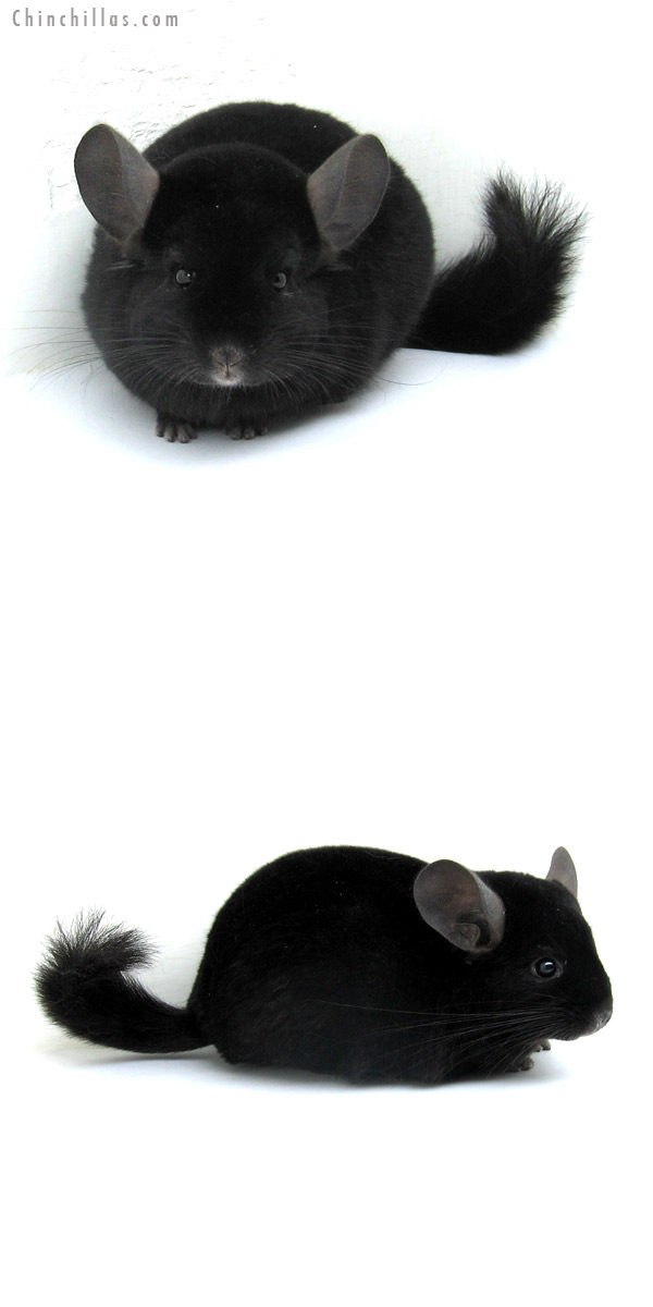 12256 Ebony ( Locken Carrier ) Male Chinchilla