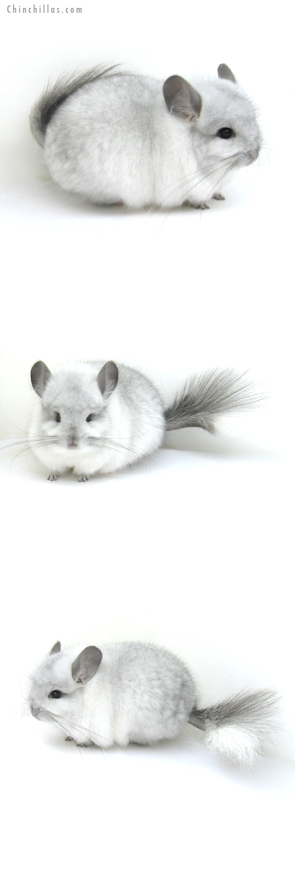 12265 White Mosaic Royal Persian Angora Male Chinchilla