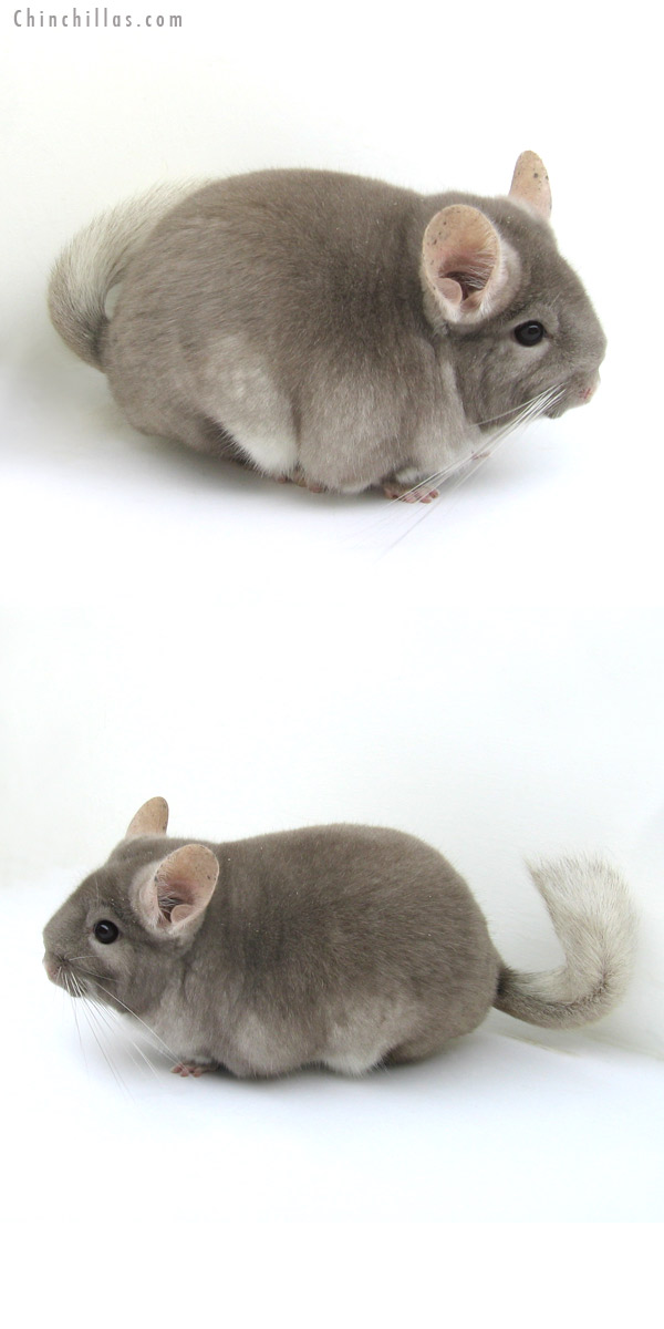 12269 Premium Production Quality TOV Beige / Brown Velvet Female Chinchilla