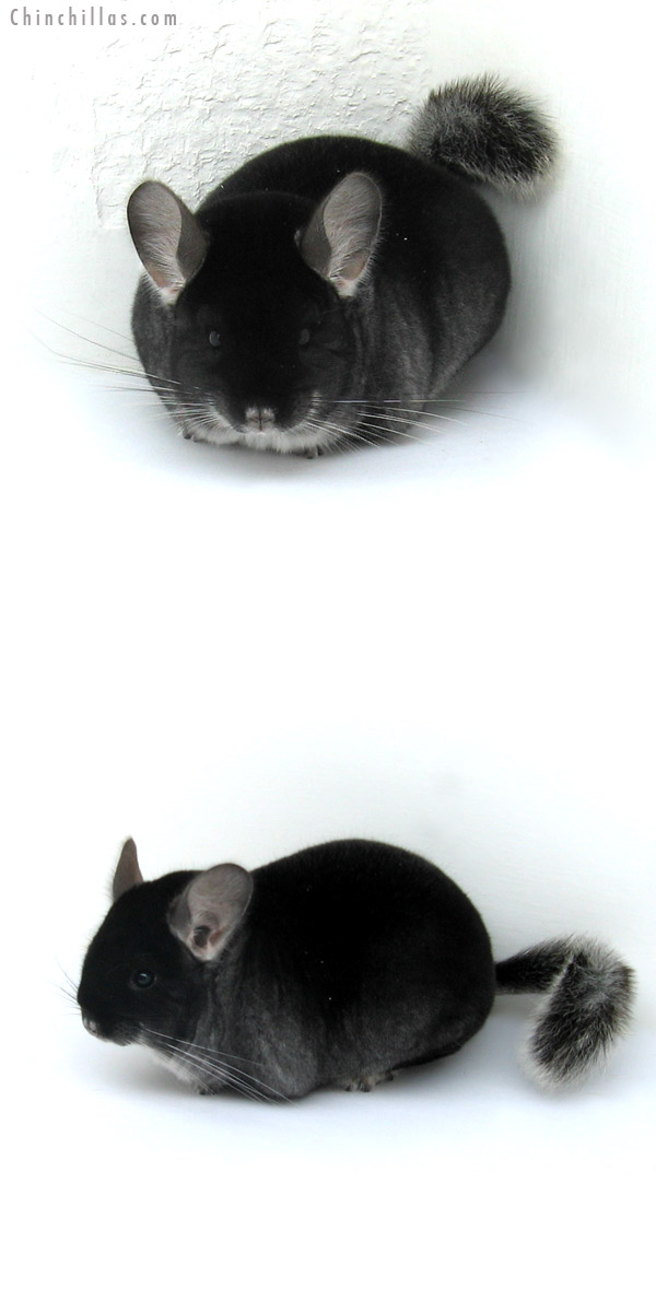 12267 Large Premium Production Quality Black Velvet Female Chinchilla