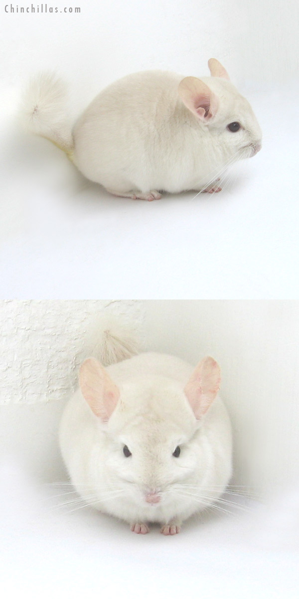 12263 Goldbar Male Chinchilla