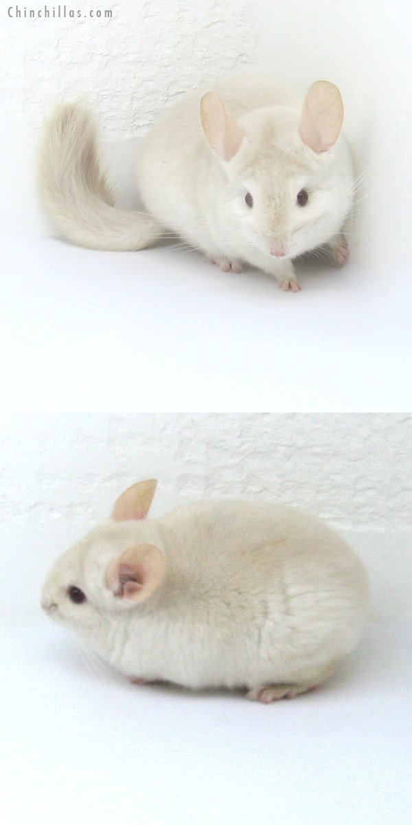 12270 Goldbar Female Chinchilla