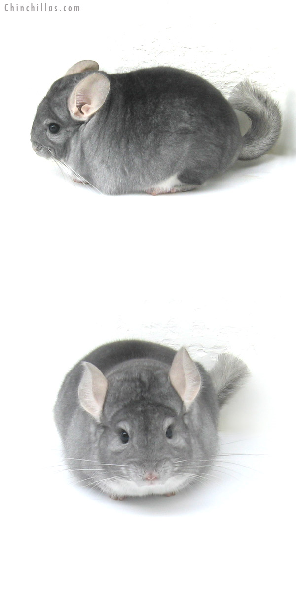 12277 Extra Large Top Show Quality Sapphire Male Chinchilla