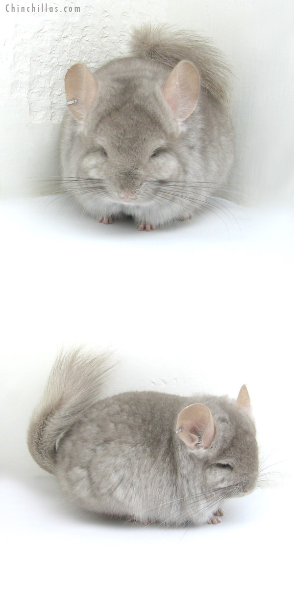 12275 Beige Royal Persian Angora Male Chinchilla