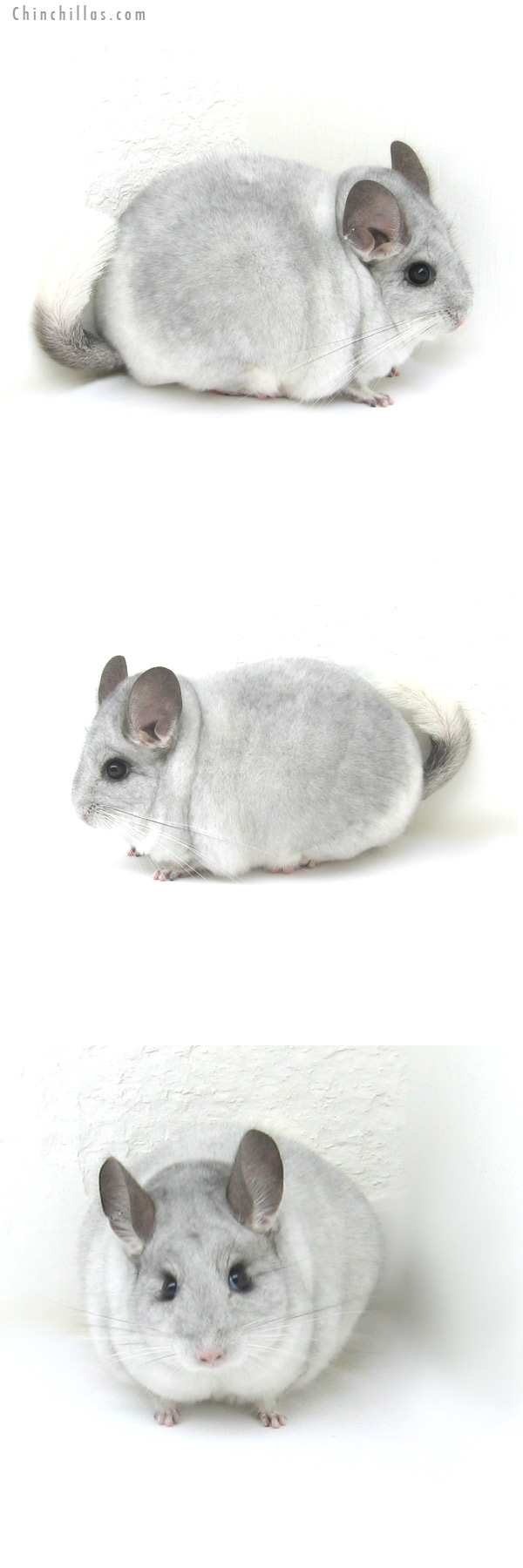 12272 ECBC 1st Place White Mosaic Male Chinchilla