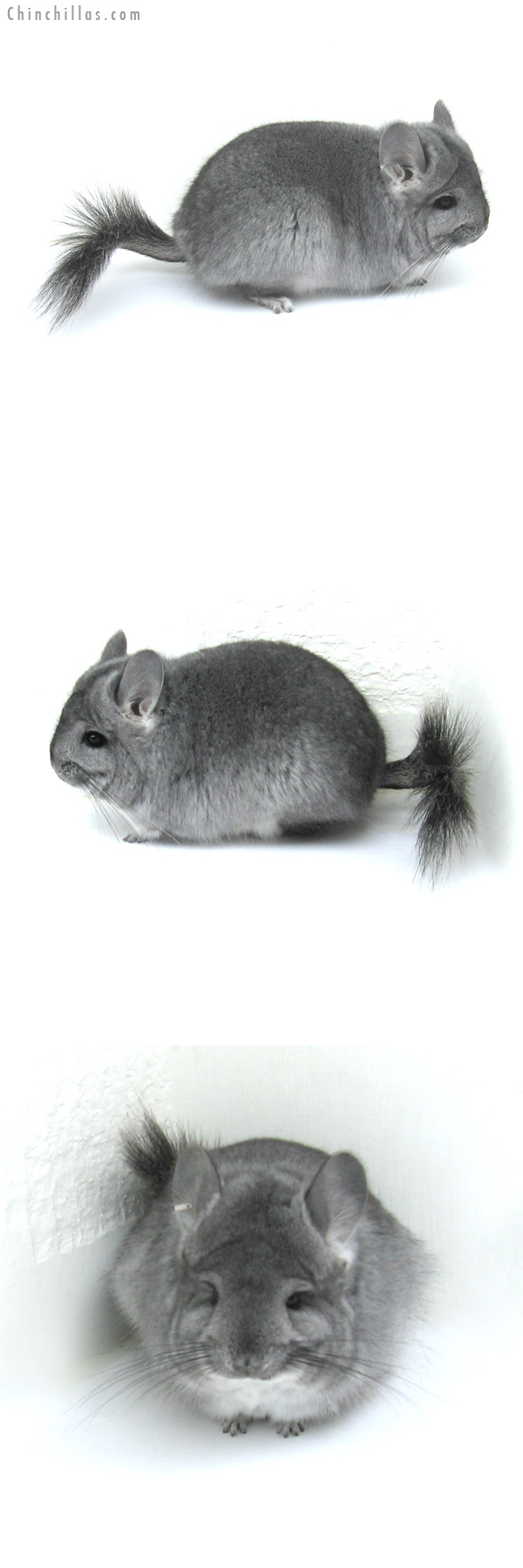 12273 Standard Royal Persian Angora Female Chinchilla