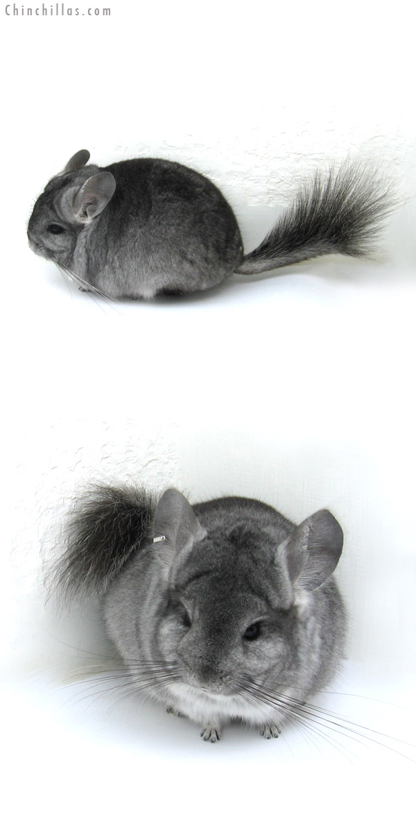 12271 Standard Royal Persian Angora Male Chinchilla