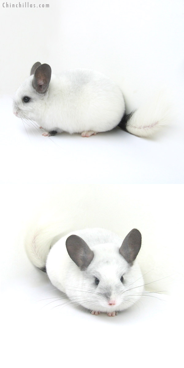 12274 White Mosaic ( Ebony & Locken Carrier ) Female Chinchilla