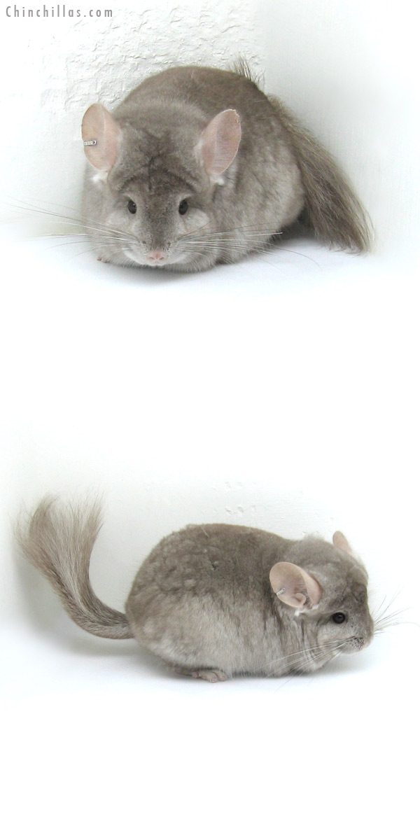 12280 Beige Royal Persian Angora Male Chinchilla