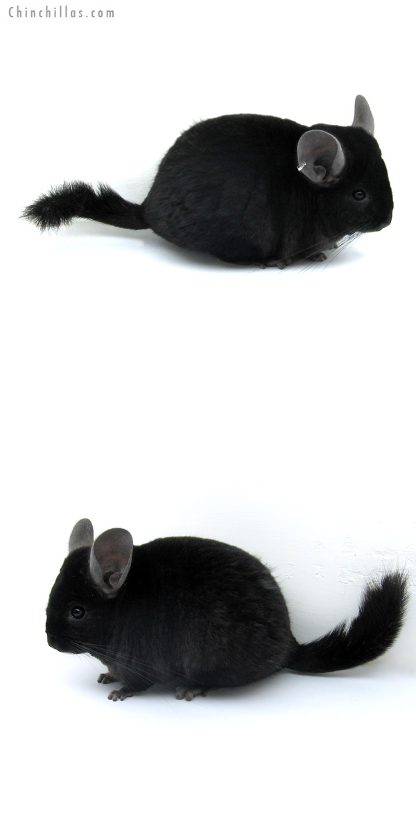 12283 Ebony ( Locken Carrier ) Female Chinchilla