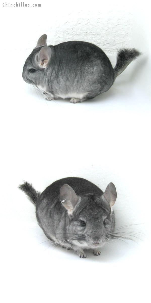 12278 Standard ( Sapphire & Royal Persian Angora Carrier ) Male Chinchilla